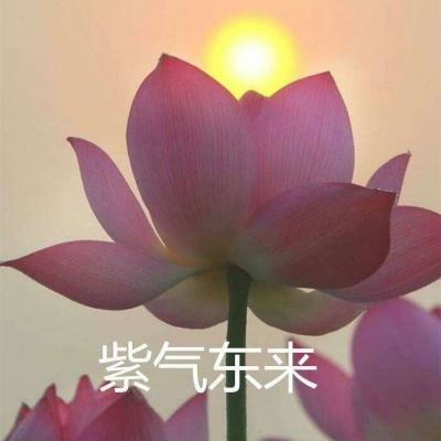 长安幻世绘国际版下载